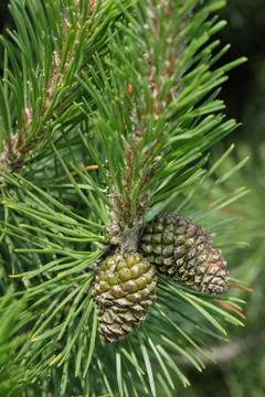 Sprig of pine with cones Stock Photos