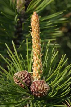 Sprig of pine with cones Foto stock