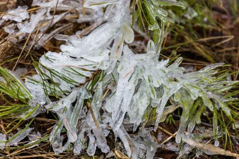 Sprig of pine covered with ice. Stock Photos