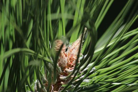 A sprig of pine with green needles Stock Photos