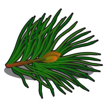 Sprig of pine isolated on white background. Vector cartoon close-up illustration Stock Illustration