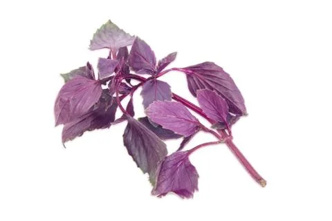 Sprig of a purple basil on a light background Stock Photos