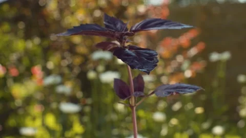 Sprig of purple basil on natural background Stock Footage 137621784