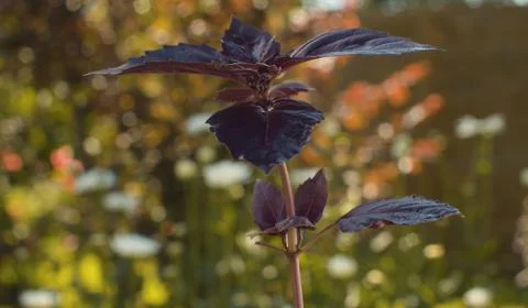 Sprig of purple basil on natural background Stock Photos