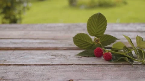 Sprig of raspberries with berries Stock Footage 137794922