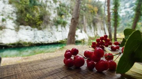 Sprig of red berries Stock Photos