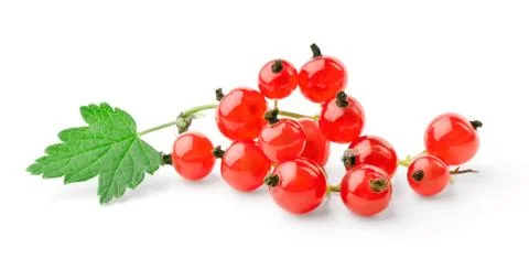 Sprig of red currant with leaf Stock Photos