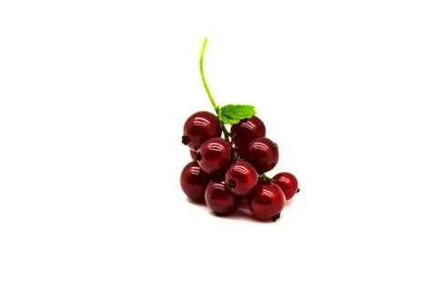 A sprig of red currant Stock-Fotos