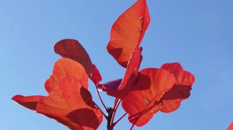 Sprig with red leaves Stock Footage 68717036