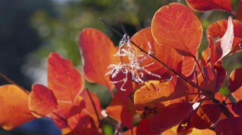 Sprig with red leaves Stock Footage 68717047