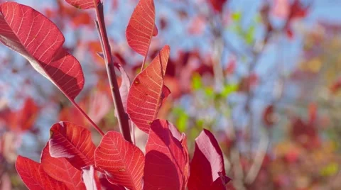 Sprig with red leaves Stock Footage 68717080