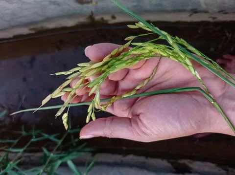 A sprig of rice Stock Photos