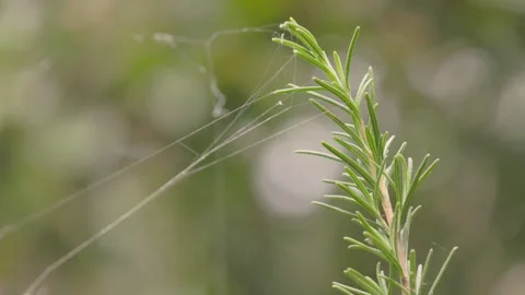 A sprig of rosemary with a lot of spiderweb lines attached to it shaken by .. Stock Footage 341015531
