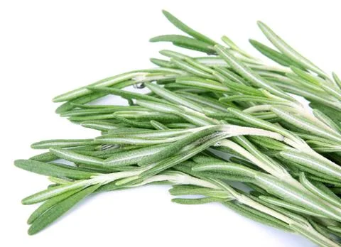 Sprig of rosemary Stock Photos