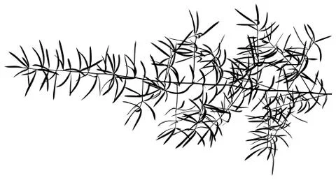 Sprig Silhouette Stock Illustration