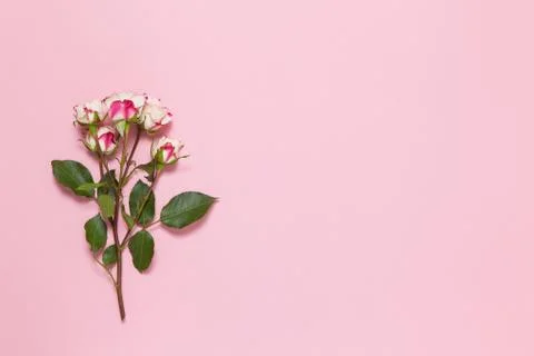 Sprig of small roses white red on pink background, copy space. Minimal style Stock Photos