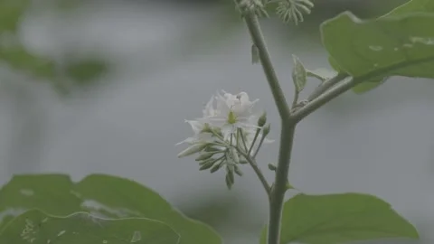 Sprig of Solanum Torvum blown by the wind Stock Footage 221736782