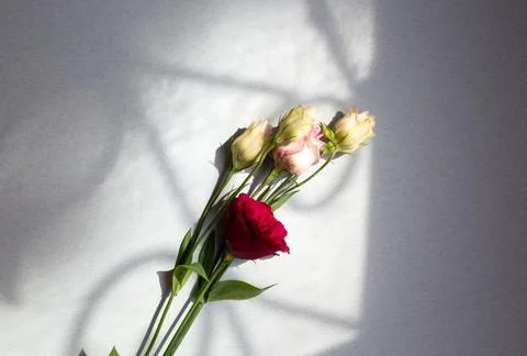 Sprig of spring eustoma on gray background top view Stock Photos