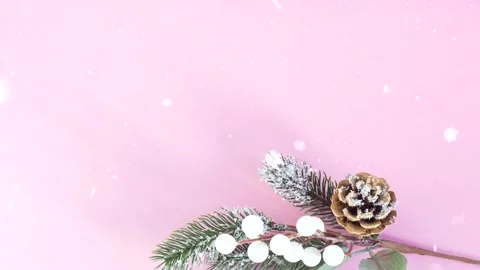 A sprig of spruce with a cone on a pink background. Stock Footage 143726653