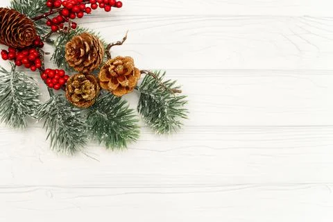 A sprig of spruce with cones. Stock Photos