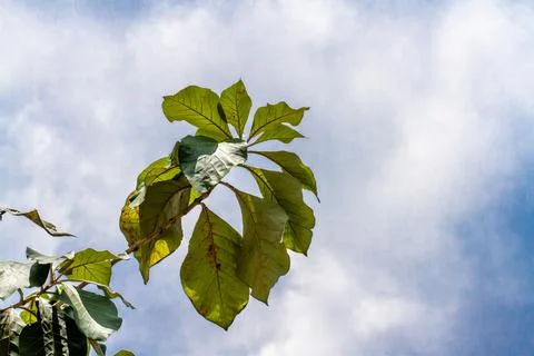 A sprig of a teak tree branch whose leaves are oval and green Stock Photos