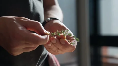 A sprig of thyme is picked apart in the sunlight (slow motion 4K). Stock Footage 333939129