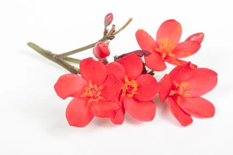 Sprig of Tiny Red Flowers with Pollen on Anthers Stock Photos