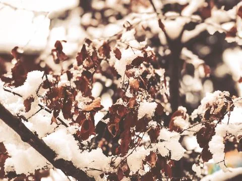 Sprig of a tree, leaves in the snow. Snow on the street of the city. The begi 库存照片