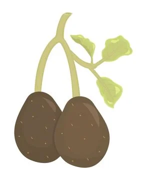 Sprig with two avocados Stock Illustration