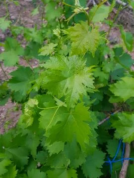 A sprig of the vine before producing grapes Stock Photos