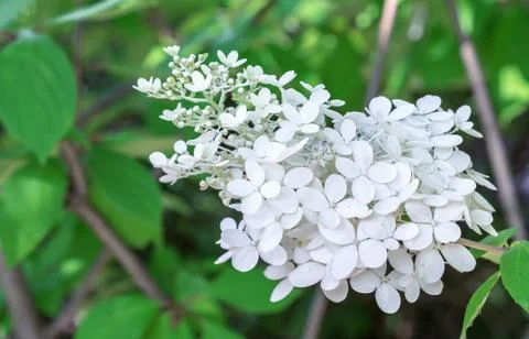 Sprig of white hydrangea is a delicate and romantic flower. Foto stock