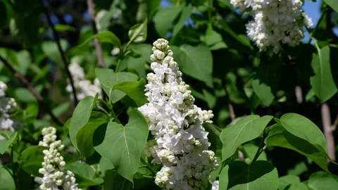 A sprig of white lilac moves in the wind. Stock Footage 154553968