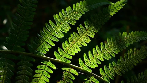 Sprig of wild fern in the backlight Stock Footage 116809429