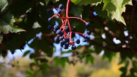 A sprig of wild grapes on a background of leaves. Stock Footage 121042575