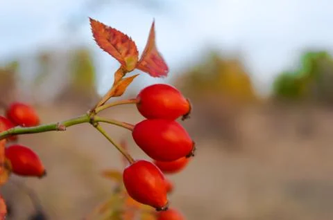 Sprig of wild rose Stock Photos