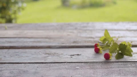 Sprig of wild strawberry Stock Footage 137806025