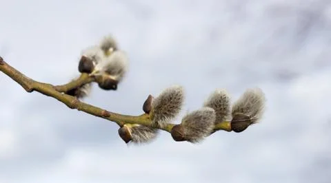 Sprig willow Stock Photos