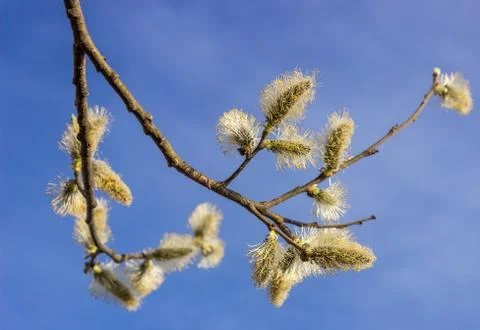 Sprig willow Stock Photos