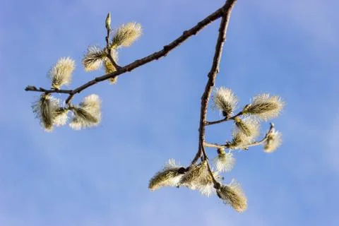 Sprig willow Stock Photos