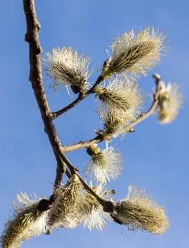 Sprig willow Stock Photos