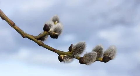 Sprig willow Stock Photos
