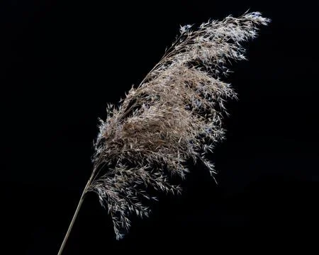 A sprig of withered grass on a black background Stock Photos