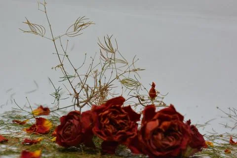 A sprig of withered roses under the light of a lamp for a dramatic effect Stock Photos