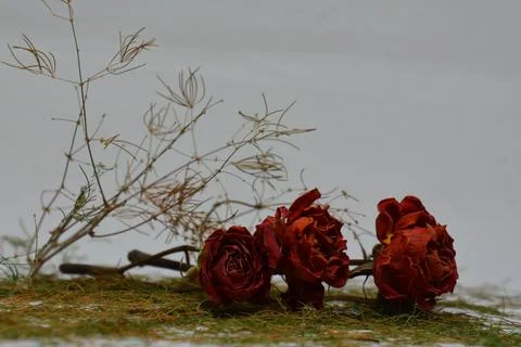 A sprig of withered roses under the light of a lamp for a dramatic effect Stock Photos