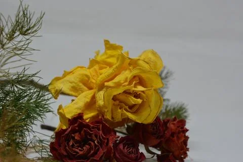 A sprig of withered roses under the light of a lamp for a dramatic effect Stock Photos