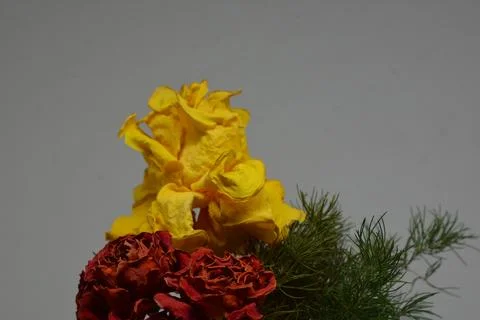 A sprig of withered roses under the light of a lamp for a dramatic effect Stock Photos
