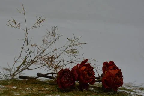 A sprig of withered roses under the light of a lamp for a dramatic effect Stock Photos