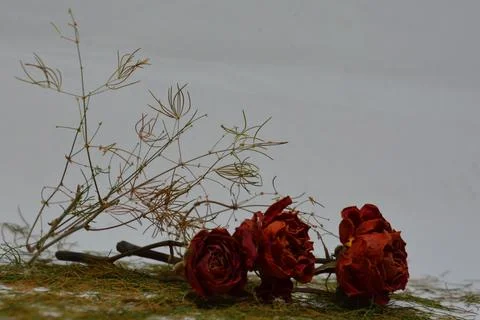 A sprig of withered roses under the light of a lamp for a dramatic effect Stock Photos