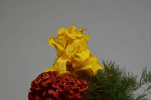 A sprig of withered roses under the light of a lamp for a dramatic effect Stock Photos