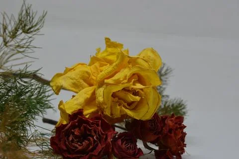 A sprig of withered roses under the light of a lamp for a dramatic effect Stock Photos